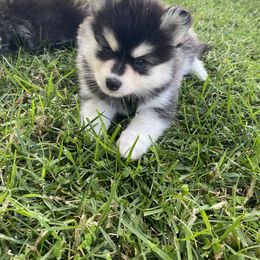 Pomsky Puppies from Pomsky Playpen
