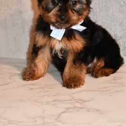 Darius - Black and gold Yorkshire Terrier puppy in Maple Heights, Ohio from Yorkiesllc