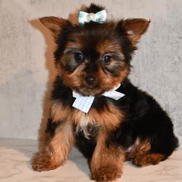 Darius - Black and gold Yorkshire Terrier puppy in Maple Heights, Ohio from Yorkiesllc