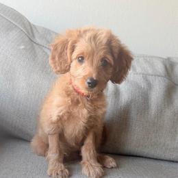 Birdie - Apricot female Goldendoodle puppy in Fort Lupton, Colorado from Puppy Paws Colorado