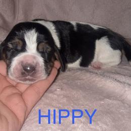 Hippy - Black brown and white male Basset Hound puppy in Letcher, Kentucky from Hackers Appalachian Basset Hounds