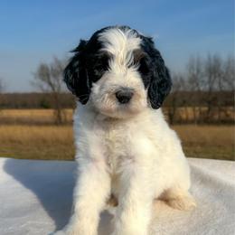 Falstaff - Black and white male Bernedoodle puppy in Osage City, Kansas from Golden Ridge Goldens