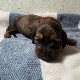 Steve - Wild  boar and tan male Dachshund puppy in Crosby, Texas from House of Slinkys