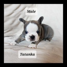 French Bulldog Puppies from Liza's Frenchies