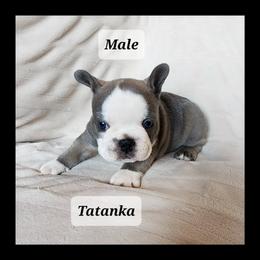 French Bulldog Puppies from Liza's Frenchies