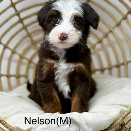 Nelson - male Australian Mountain Doodle puppy in Sterling, Colorado from North 40 Doodles