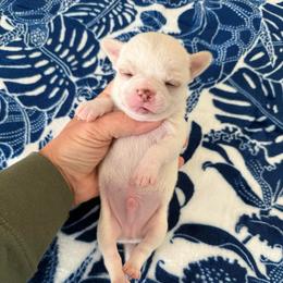 Lumiere - Cream and white male Chihuahua puppy in Spring Hill, Florida from Stardom Chihuahuas & CKCS