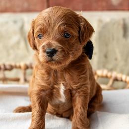 Elvis - Red  male Goldendoodle puppy in Riverton, Mississippi from Utah Doodlebug