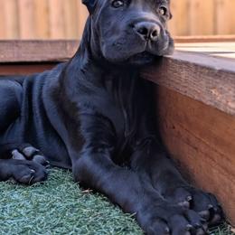 Cane Corso Puppies from Bane's Legacy Cane Corso