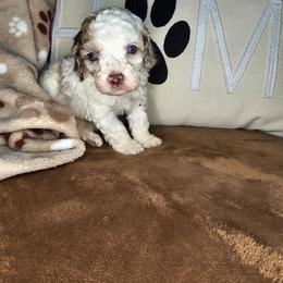 Pragma - Merle female Cockapoo puppy in Fort White, Florida from Jade