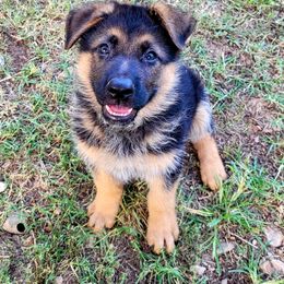 Boy 4 - Black and red German Shepherd puppy in Noel, Missouri from Wondar Shepherds