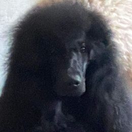 Onyx - Poodle