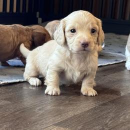 Ella - Cream female Dachshund puppy in Hornbeck, Louisiana from A&Z Mini Dachshunds