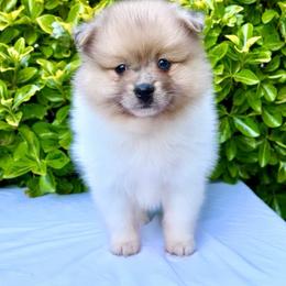 Cream sable Parti girl - Cream female Pomeranian puppy in Princeton, New Jersey from PureLove Poms.
