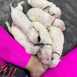 Dalmatian, Poodle, and Rhodesian Ridgeback Puppies from Ruffles, Ridges, & Spots!