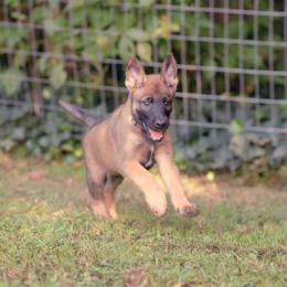 Belgian Malinois and German Shepherd Puppies from Laeknir K9