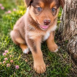 Wynonna -Red Tri - Red tri-color female Australian Shepherd puppy in Hugo, Colorado from Frying Pan Ranch Australian Shepherds