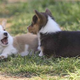 Pembroke Welsh Corgi Puppies from Rees Corgis