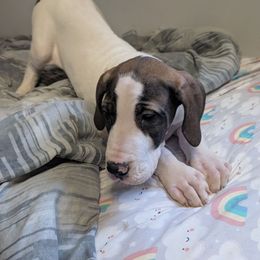 Goody - Fawn female Great Dane puppy in Bay City, Michigan from Monarch Danes