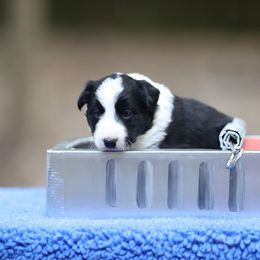 Mackerel - Black Border Collie puppy in South Carolina from Blackbird Kennels