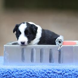 Mackerel - Black Border Collie puppy in South Carolina from Blackbird Kennels