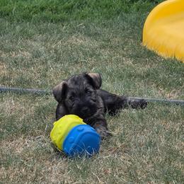 Bison - Salt and pepper male Miniature Schnauzer puppy in Piedmont, Oklahoma from J&K's Miniature Schnauzers