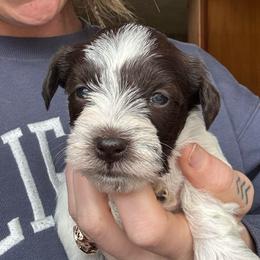 Girl 2 - Parti female Miniature Schnauzer puppy in Dunlap, Tennessee from Beards of Glory