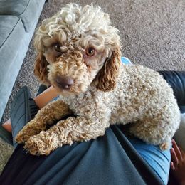 Chaco - Poodle