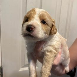 Girl 3 - Cream female Aussiedoodle puppy in Columbia, Kentucky from Burton's Precious Doodles