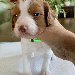 Girl 2 - White and orange female Brittany puppy in Alburtis, Pennsylvania from Triumphant Kennels