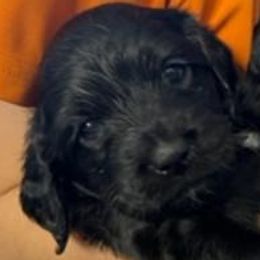 Girl 3 - Black and white Cockapoo puppy in Sun City, Arizona from Rachel's Sunny Side Cockapoos