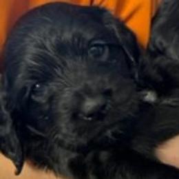 Girl 3 - Black and white Cockapoo puppy in Sun City, Arizona from Rachel's Sunny Side Cockapoos
