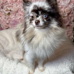 Chorizo - Pomeranian