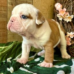 Sekhmet - Fawn and white female Bulldog puppy in Fort White, Florida from Bullgodz English Bulldogs