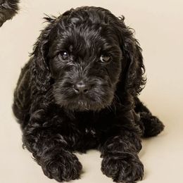 Charlotte - Black female Cavapoo puppy in New River, Arizona from Catella Cavaliers and Cavapoos