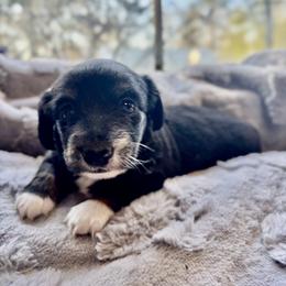 Rue - Black and tan female Dachshund puppy in Aiken, South Carolina from State Eight Dachshunds