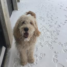 Moana - Goldendoodle