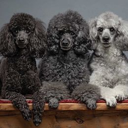 Poodles from IndigoStar Miniature Poodles