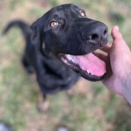German Shepherd Puppies from Paws Of Germany