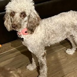 Goldendoodles and Poodles from Gentle Paw Goldendoodles