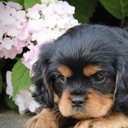 Cavalier King Charles Spaniels from Davidson's Sweet Cavaliers