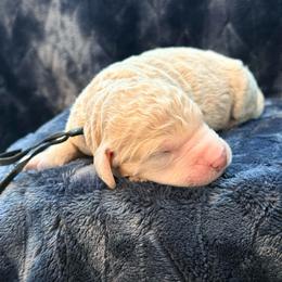 Vaughn - Cream male Goldendoodle puppy in Houston, Texas from Were The Mack'Doodles
