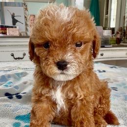 Woody - Apricot male Goldendoodle puppy in Pensacola, Florida from Goldendoodles Love You in Pensacola Friend Edition
