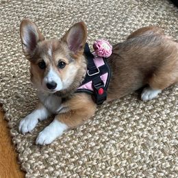 Pembroke Welsh Corgi Puppies from Rainbow Corgi Farms
