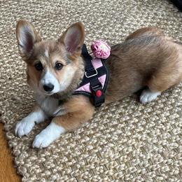Pembroke Welsh Corgi Puppies from Rainbow Corgi Farms