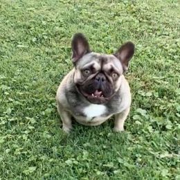 French Bulldog All Grown Up from Candy Coated Canines