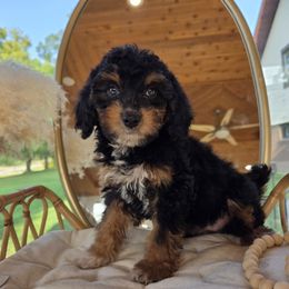 Cayman islands - Black tri-color female Aussiedoodle puppy in North Royalton, Ohio from Johnson's Doodles