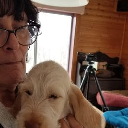 Spinone Italiano Puppies from Stella Del Nord Spinoni Italiani
