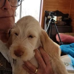 Spinone Italiano Puppies from Stella Del Nord Spinoni Italiani