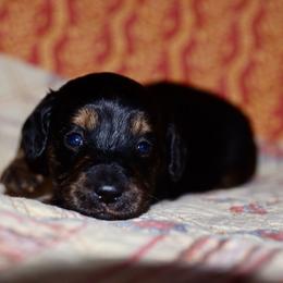 White collar female - Black and tan female Dachshund puppy in New Canton, Virginia from Mount Calm Golden Retrievers